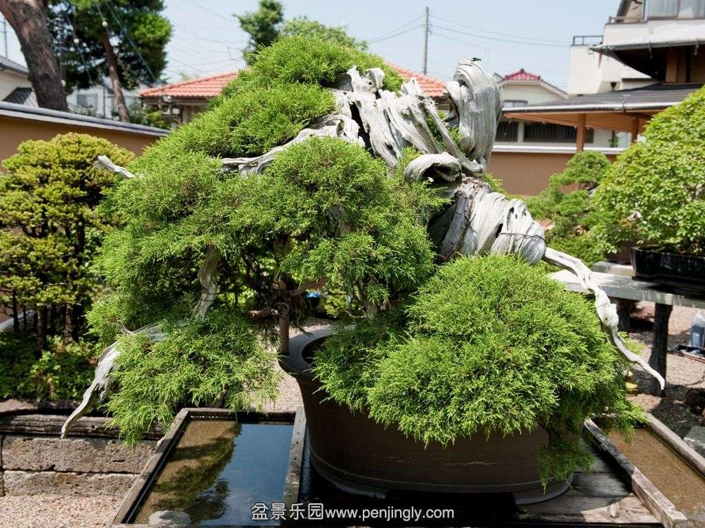 (#2) Old pine Bonsai tree at Mansei-en, Japan - tested and proven to be over a 1.jpg
