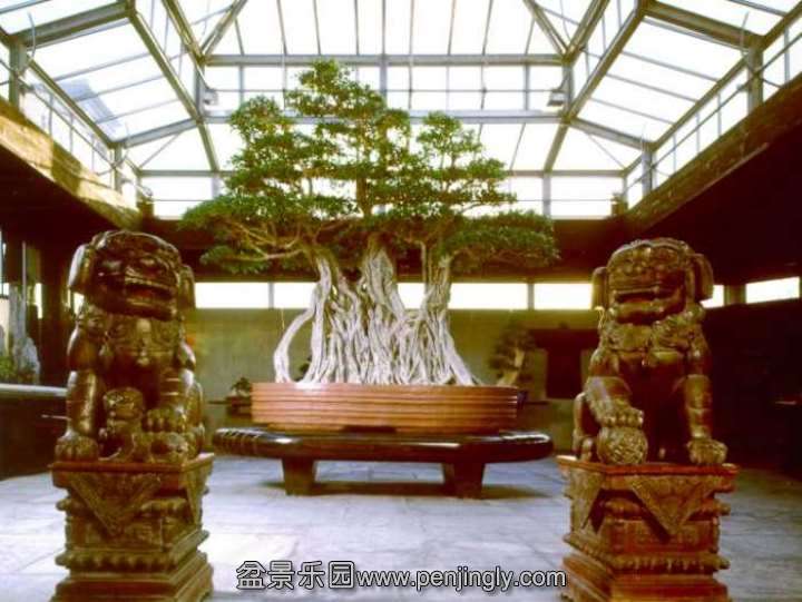 (#1) Ficus bonsai tree at Crespi, Italy - over a 1000 years old!.jpg