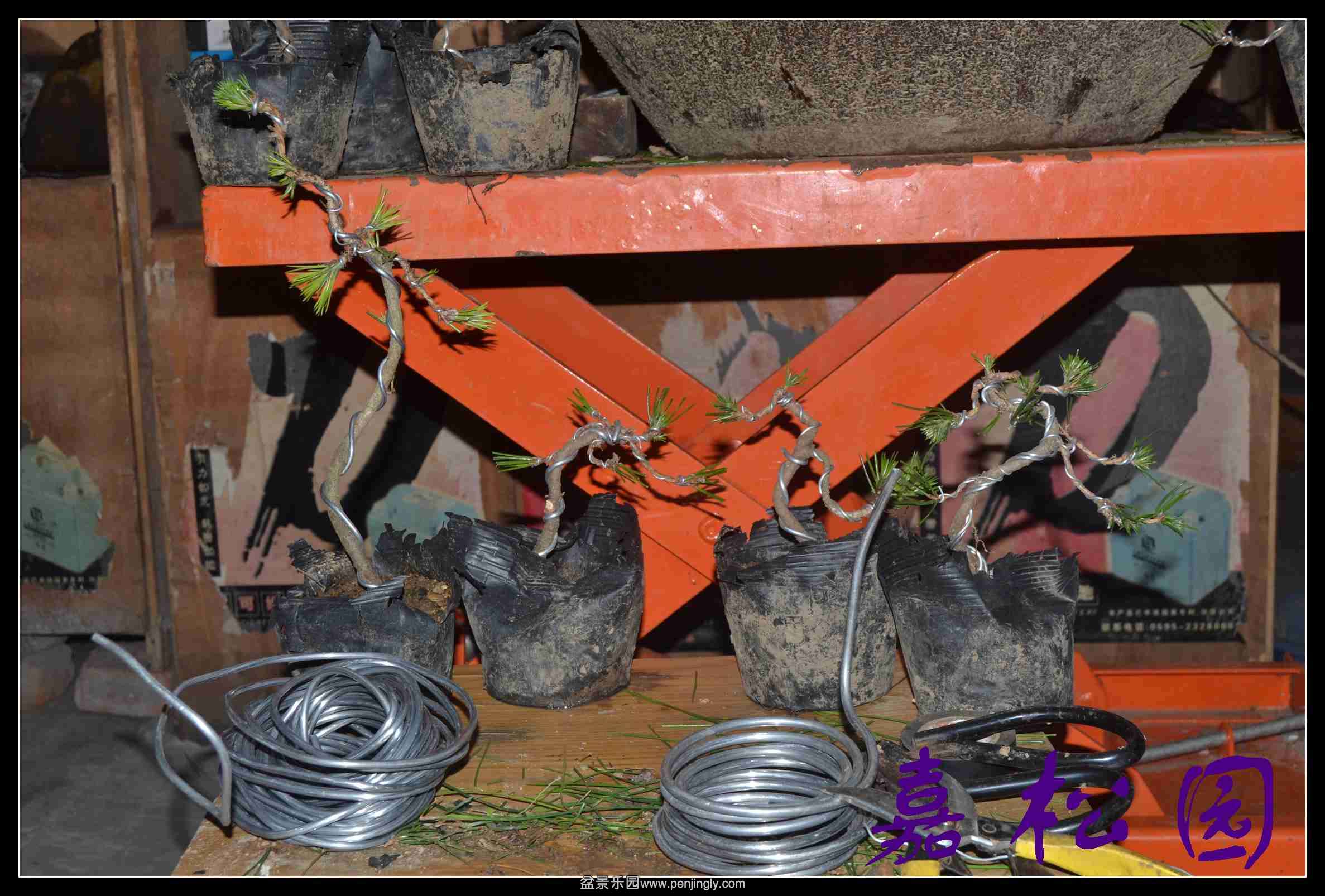 һ��С���� 003.JPG