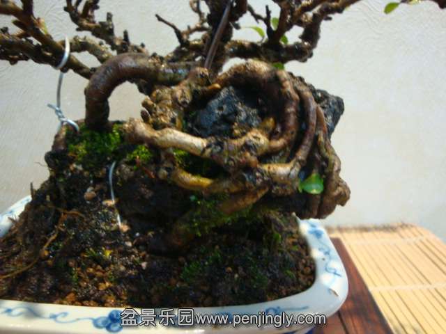 DSC08732.JPG