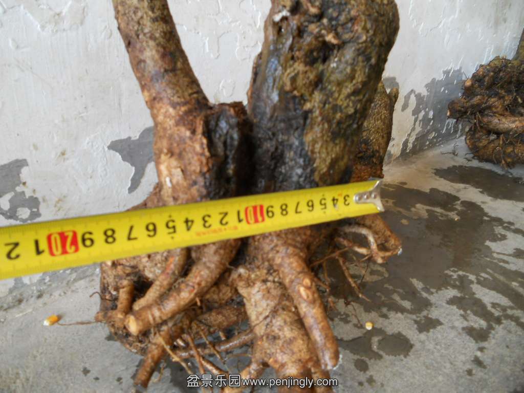 DSCN7555.JPG