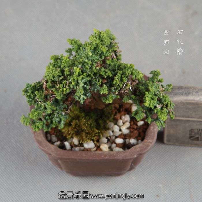 bonsai1409051.jpg