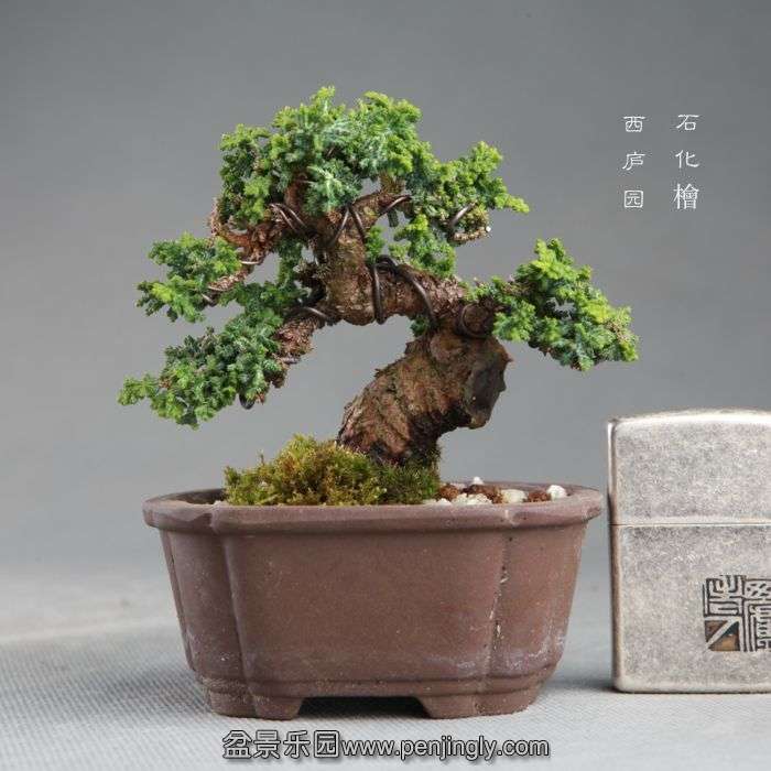 bonsai1409052.jpg