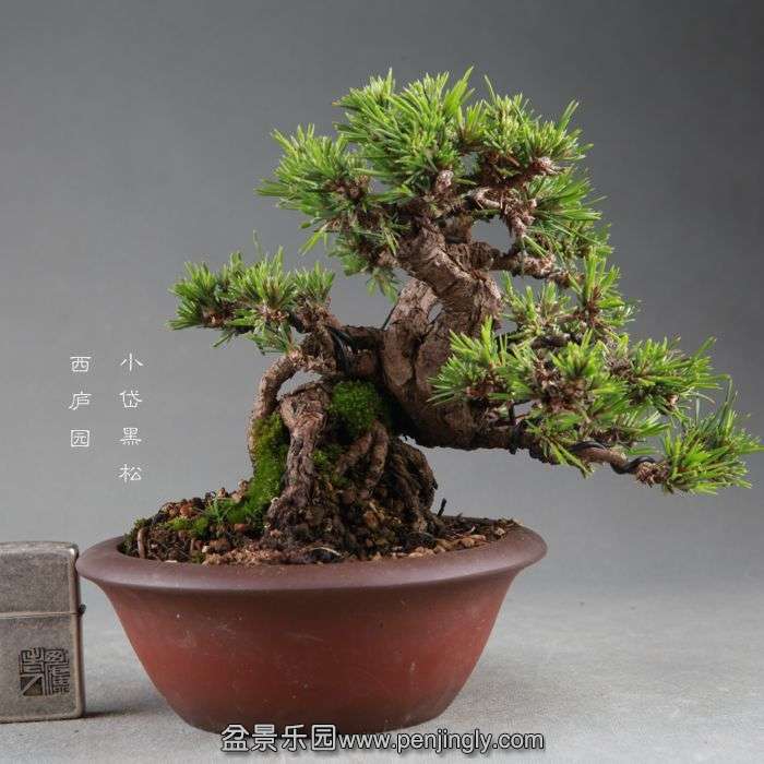bonsai1409053.jpg