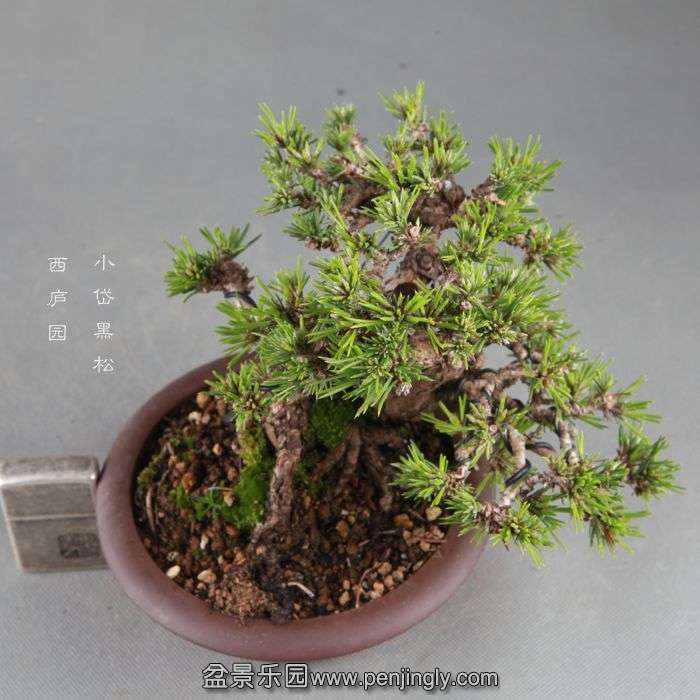 bonsai1409054.jpg