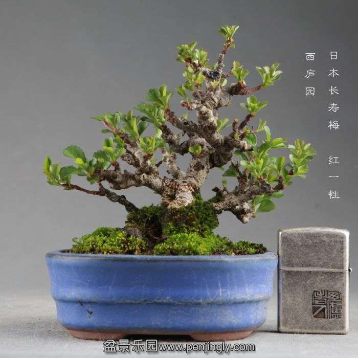 bonsai1409056.jpg