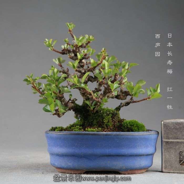 bonsai1409057.jpg