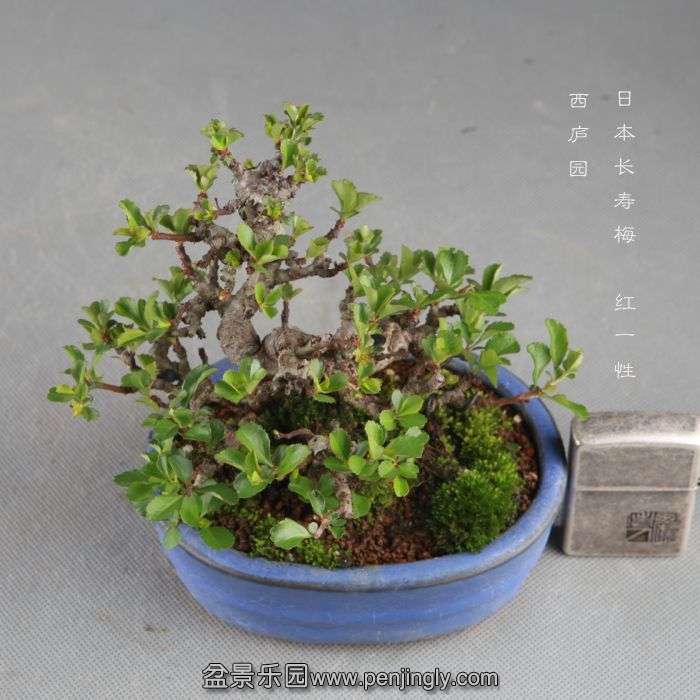 bonsai1409058.jpg