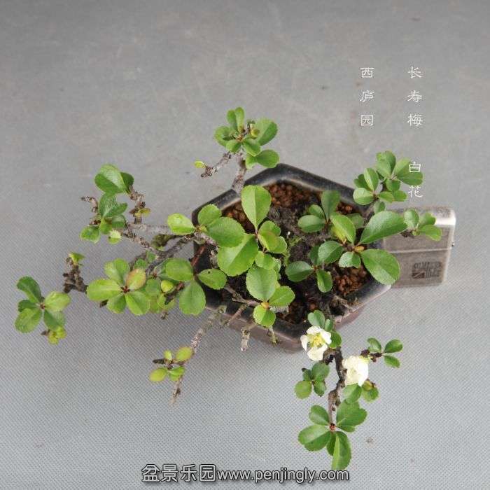bonsai1408293.jpg