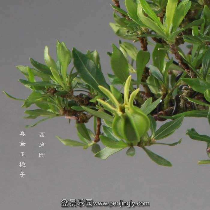 bonsai140906A1.jpg