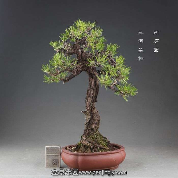 bonsai1409061.jpg