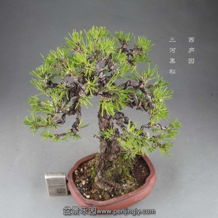 bonsai1409062.jpg