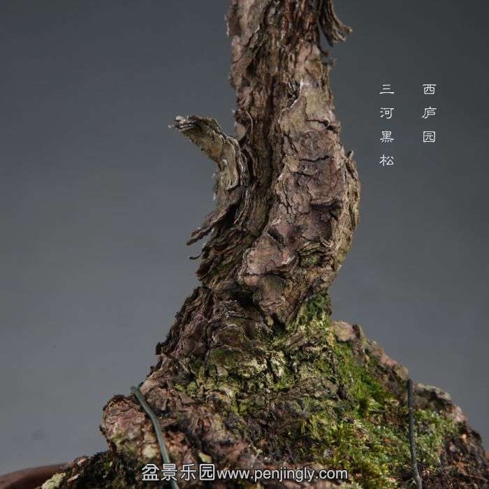 bonsai1409063.jpg