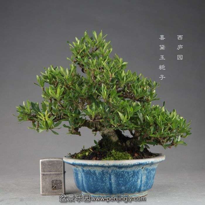 bonsai1409065.jpg