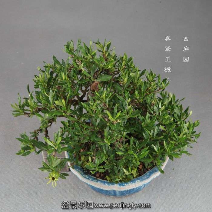 bonsai1409066.jpg