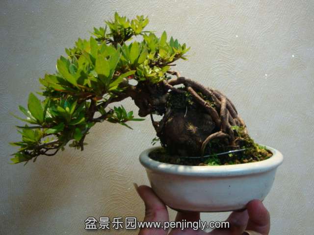 DSC08860.JPG