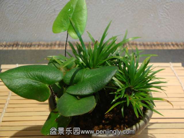 DSC08852.JPG