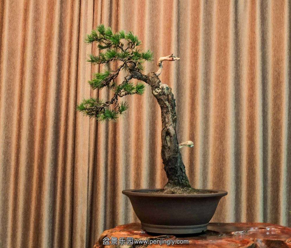 ������ (2).jpg