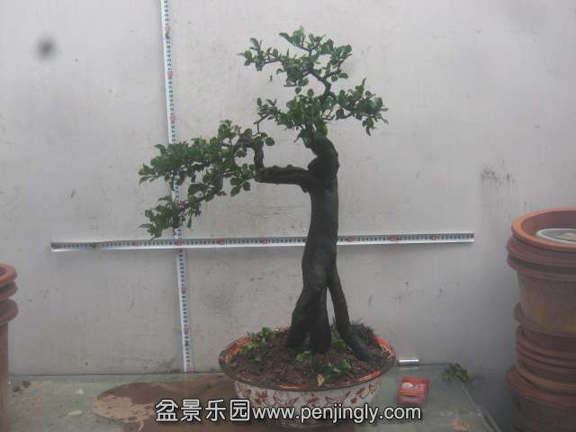 IMG_2995.JPG