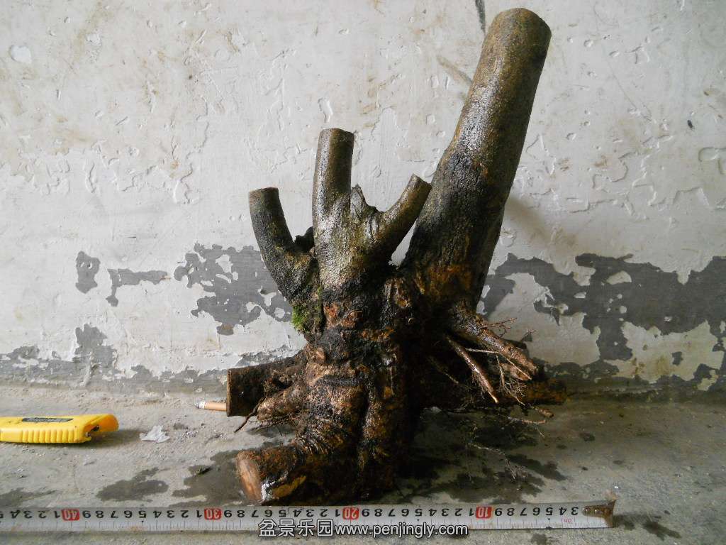 DSCN7622.JPG
