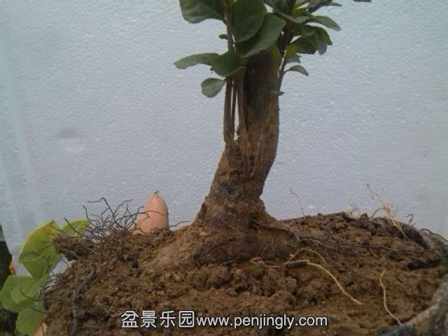 IMG_20140911_113820.jpg