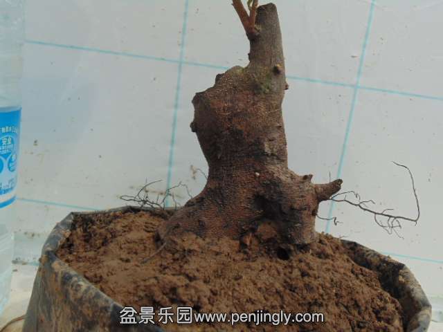 DSC04317.JPG