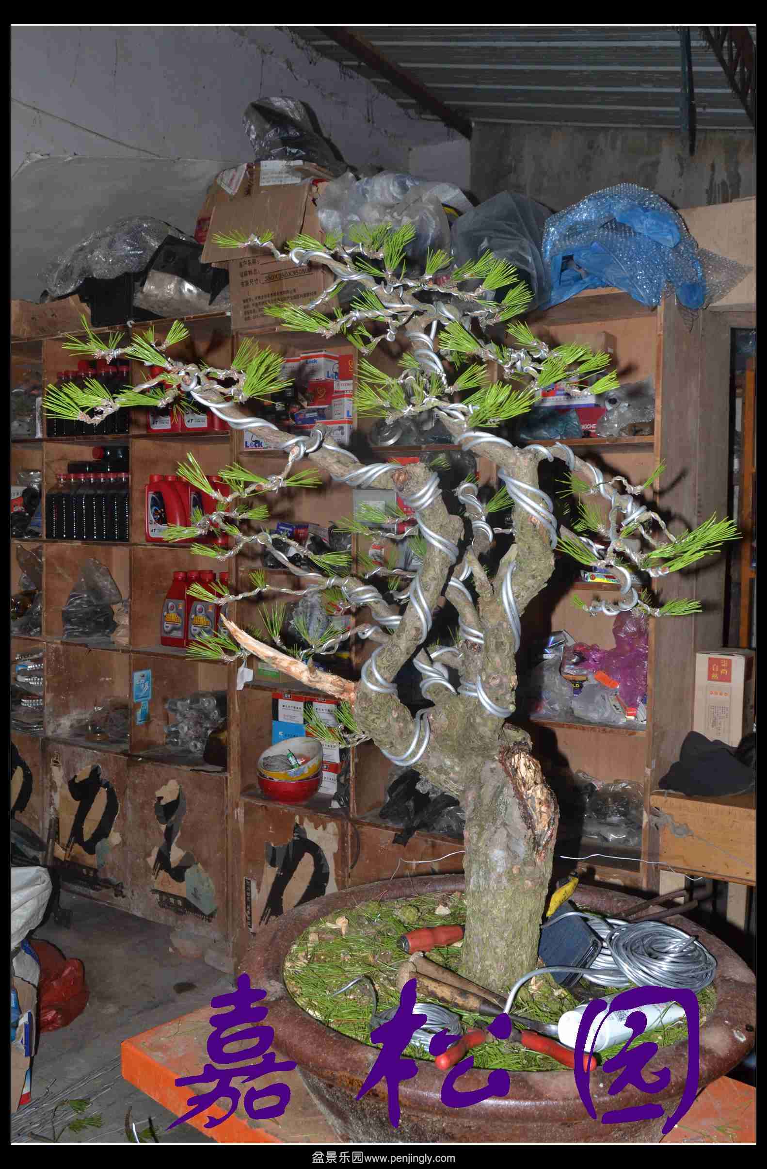 �������� 004.JPG