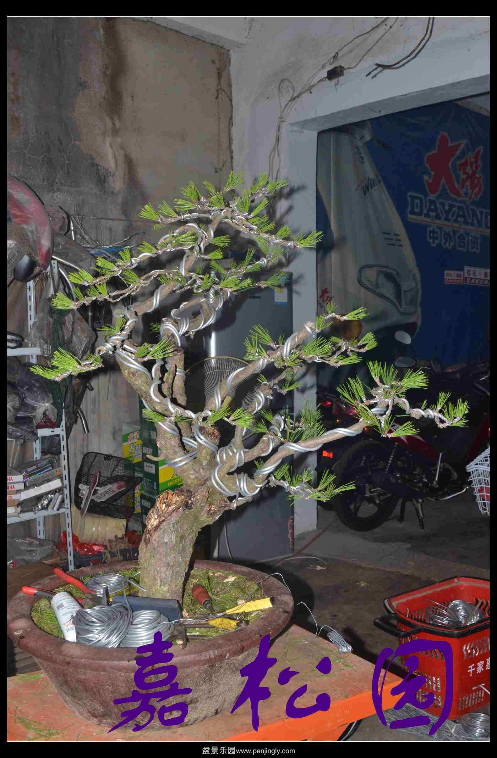 �������� 005.JPG