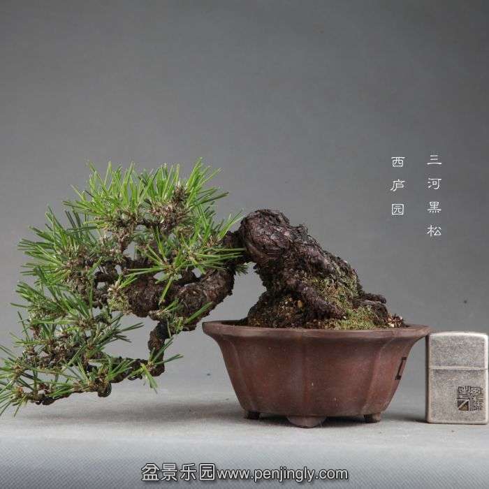bonsai14091510.jpg