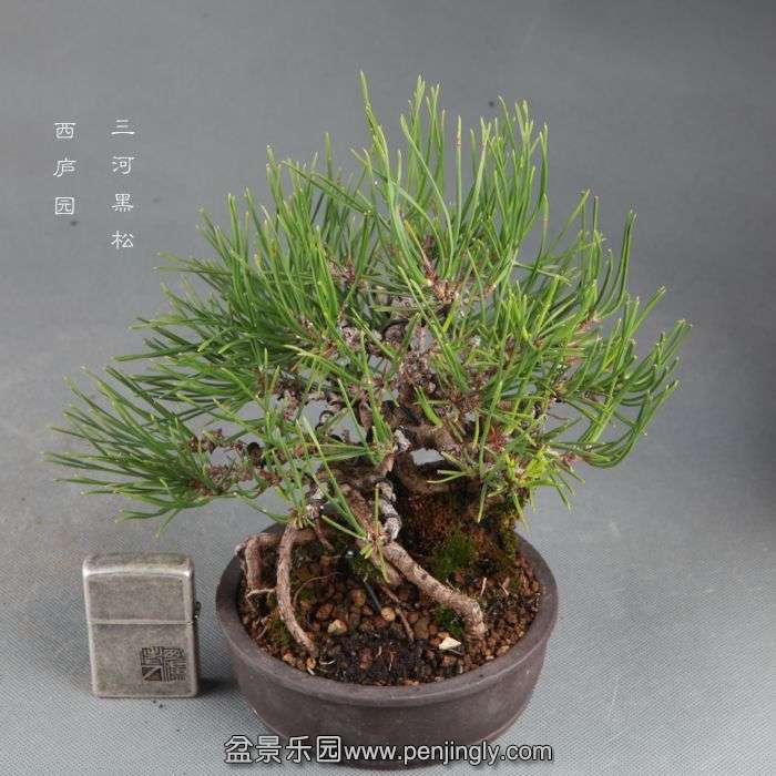 bonsai14091506.jpg