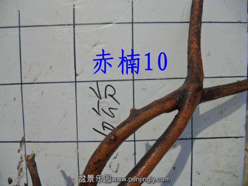 CIMG2088.JPG