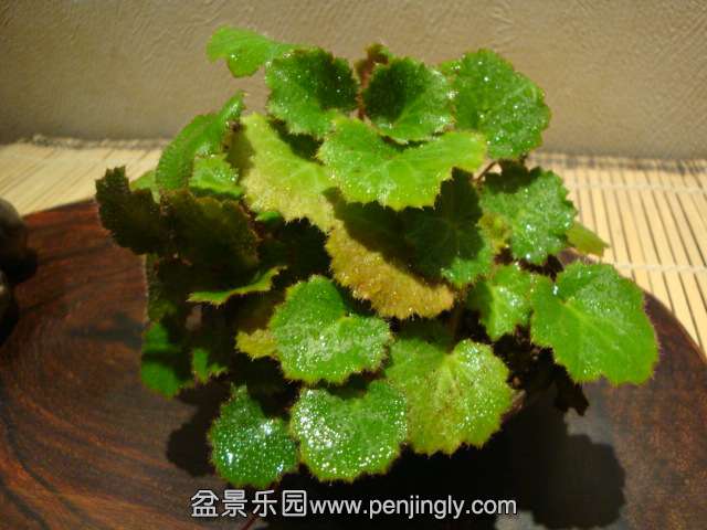 DSC08980.JPG