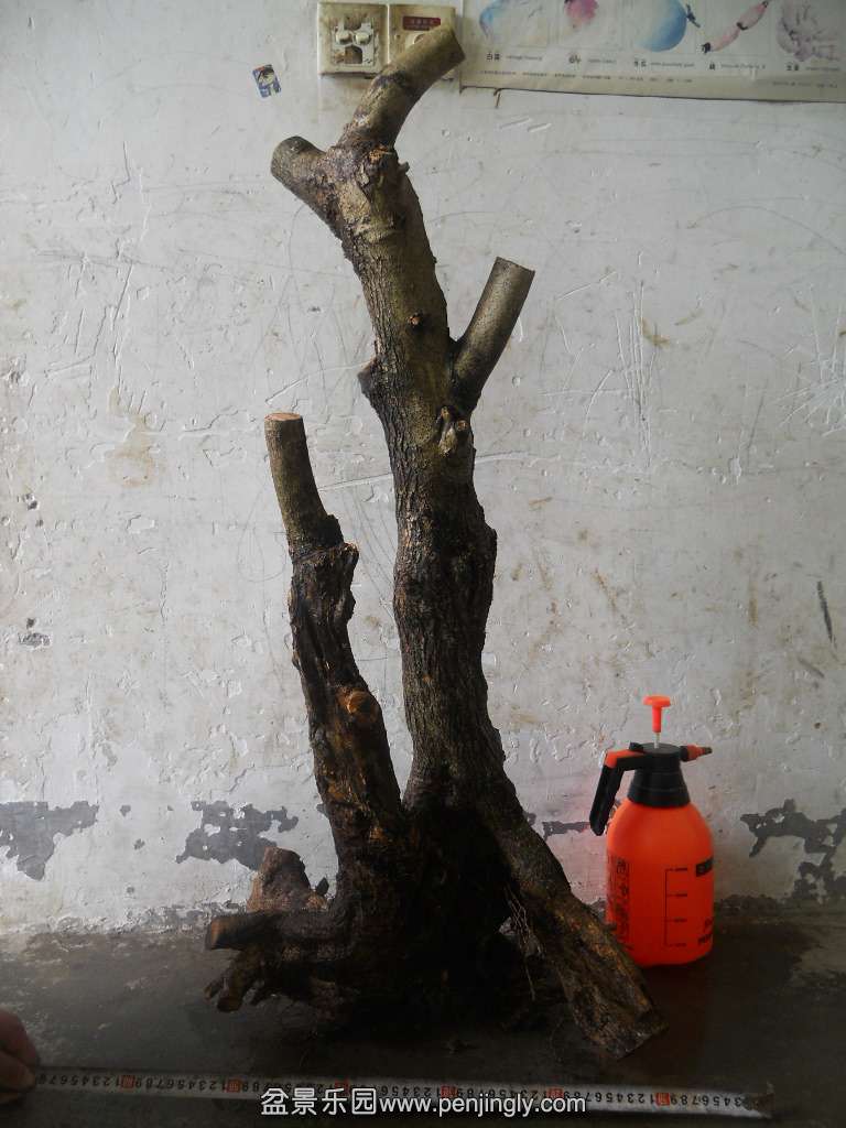 DSCN7699.JPG