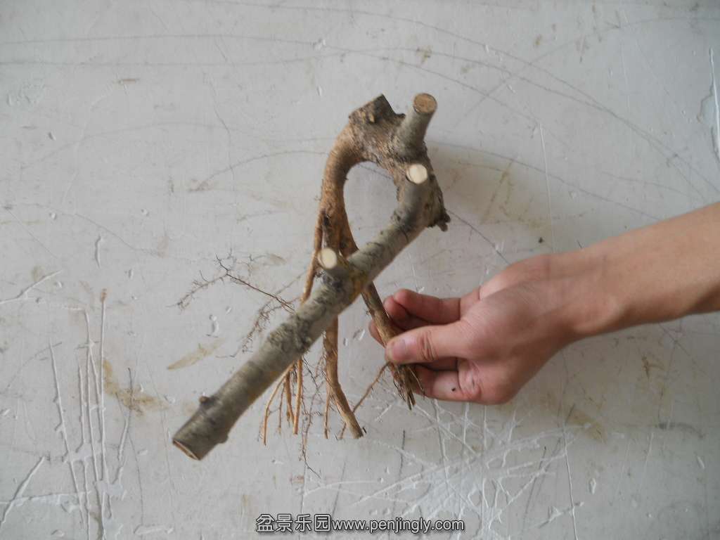 DSCN7705.JPG