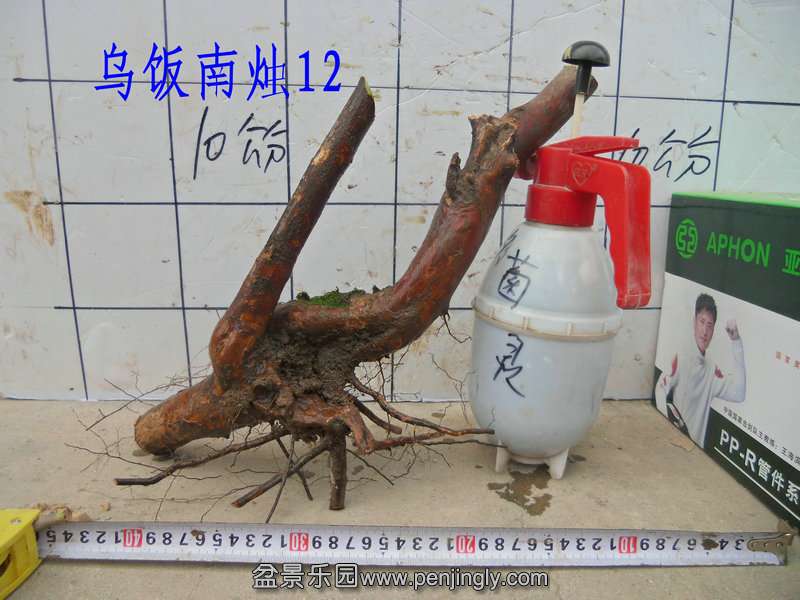 CIMG2141.JPG