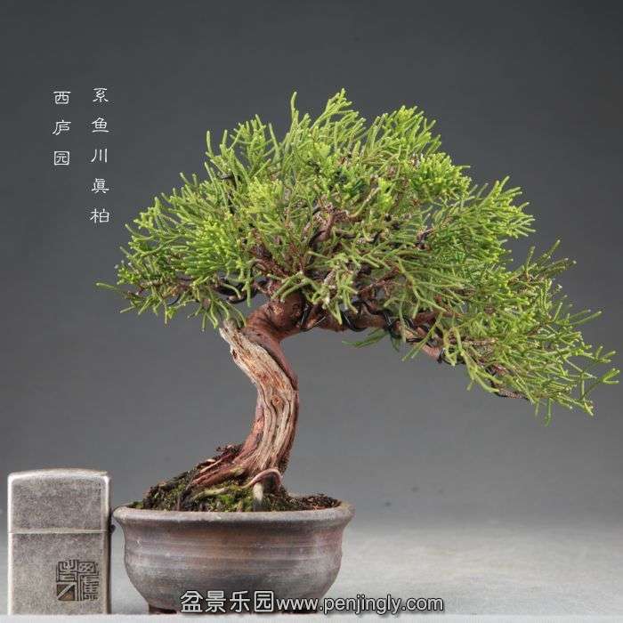 bonsai1409241.jpg