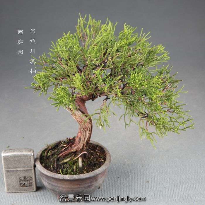 bonsai1409242.jpg