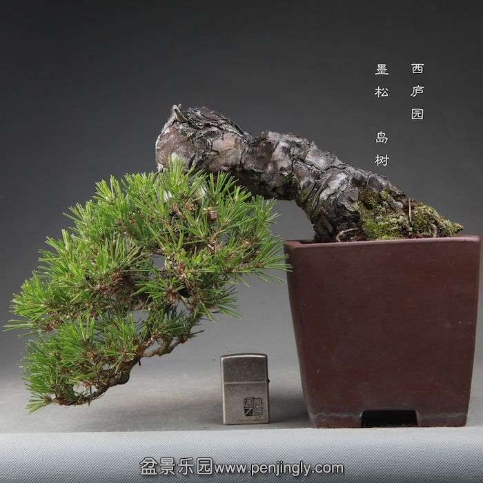 bonsai1409251.jpg