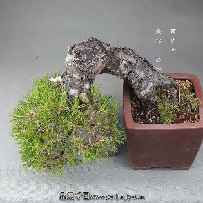 bonsai1409252.jpg