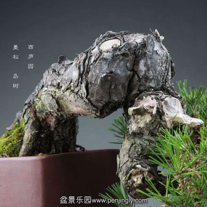 bonsai1409254.jpg