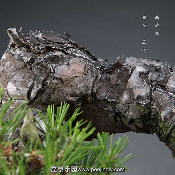 bonsai1409253.jpg