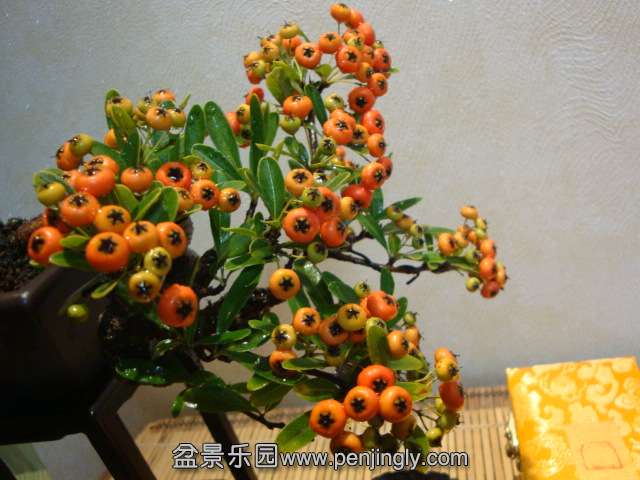 DSC09093.JPG