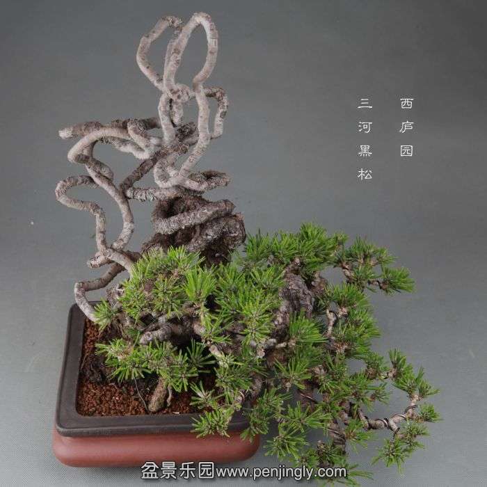 bonsai1409264.jpg