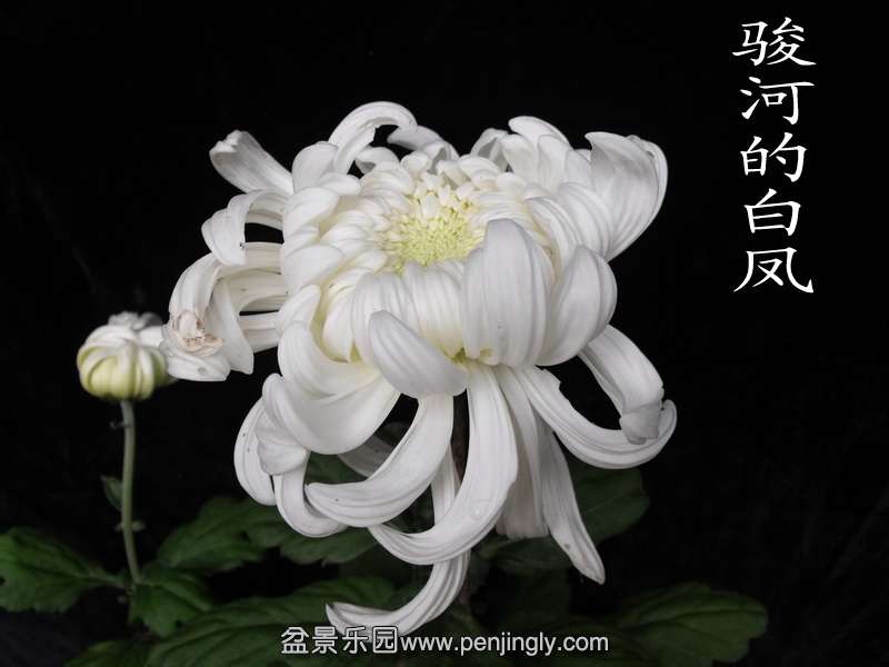 DSCF0227.jpg