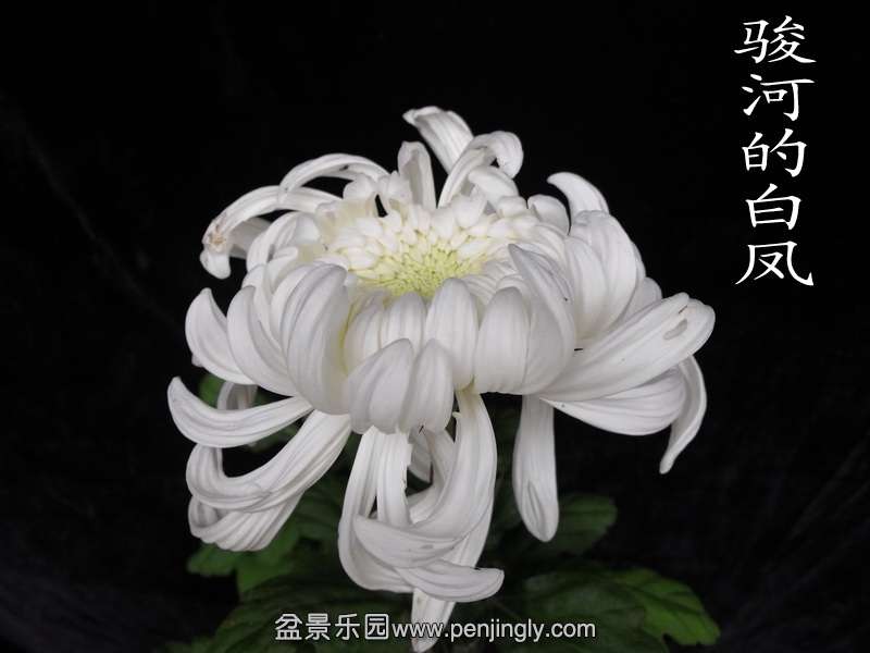DSCF0228.jpg