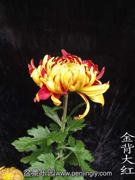 DSCF0232.jpg