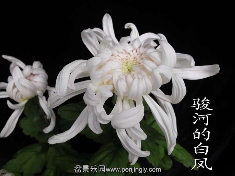 DSCF0233.jpg
