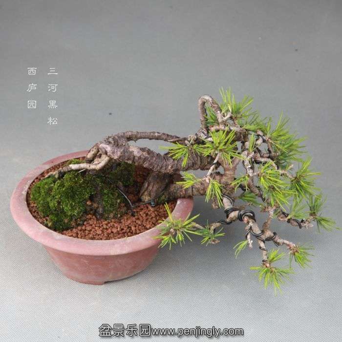 bonsai1409276.jpg