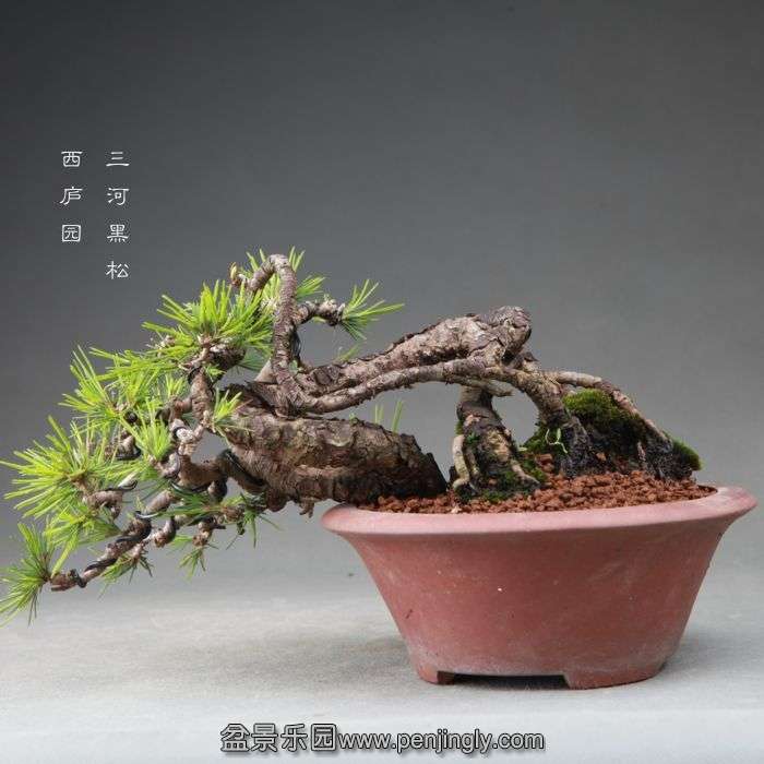 bonsai1409275.jpg