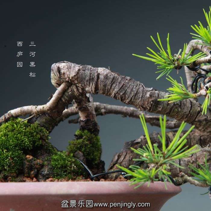 bonsai1409274.jpg
